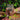Amazon Rainforest SuperShake