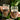 Amazon Rainforest SuperShake